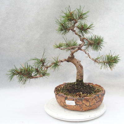 Vonkajšie bonsai - Pinus mugo - Borovica Marhuľa - 1