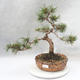 Vonkajšie bonsai - Pinus mugo - Borovica Marhuľa - 1/4