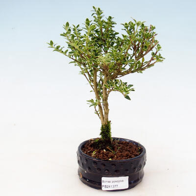 Izbová bonsai - Serissa foetida - Strom tisíce hviezd