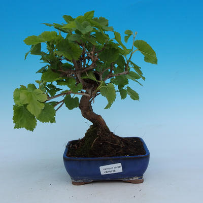 Vonkajšie bonsai - Morus alba - Moruša - 1