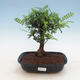 Pokojová bonsai - Zantoxylum piperitum - pepřovník PB2191297 - 1/4