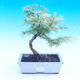 Vonkajšie bonsai - Pamodřín - Pseudolarix amabis - 1/3