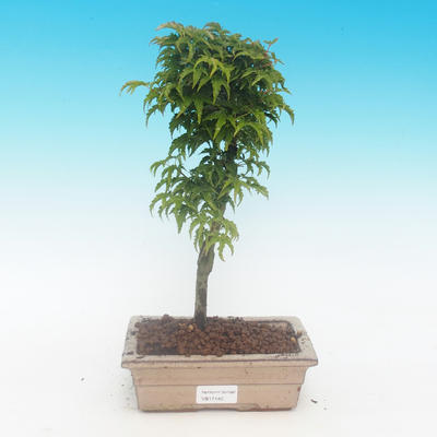 Vonkajšie bonsai - Javor malolistá SHISHIGASHIRA - 1