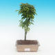 Vonkajšie bonsai - Javor malolistá SHISHIGASHIRA - 1/2