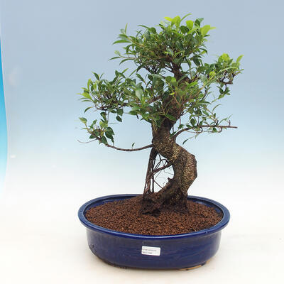 Izbová bonsai-Ficus retusa- malolistá fikus - 1