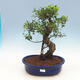 Izbová bonsai-Ficus retusa- malolistá fikus - 1/2