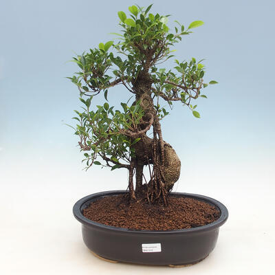 Izbová bonsai-Ficus retusa- malolistá fikus - 1