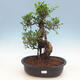 Izbová bonsai-Ficus retusa- malolistá fikus - 1/2