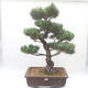 Vonkajšie bonsai - Pinus parviflora - Borovica drobnokvetá - 1/4