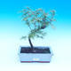 Vonkajšie bonsai - Pamodřín - Pseudolarix amabis - 1/3