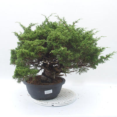 Vonkajšie bonsai - Juniperus chinensis Itoigawa -Jalovec čínsky - 1