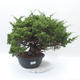 Vonkajšie bonsai - Juniperus chinensis Itoigawa -Jalovec čínsky - 1/5