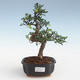 Pokojová bonsai - Ulmus parvifolia - Malolistý jilm PB2191426 - 1/3