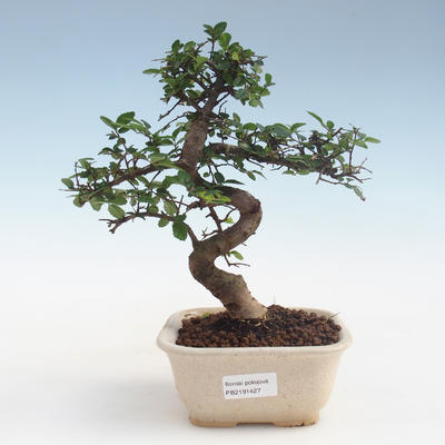 Pokojová bonsai - Ulmus parvifolia - Malolistý jilm PB2191427 - 1