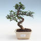 Pokojová bonsai - Ulmus parvifolia - Malolistý jilm PB2191427 - 1/3