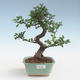 Pokojová bonsai - Ulmus parvifolia - Malolistý jilm PB2191429 - 1/3