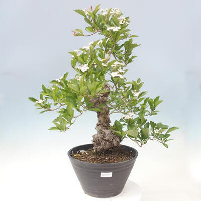 Vonkajší bonsai - Hloh klinovitý - Crataegus cuneata - 1