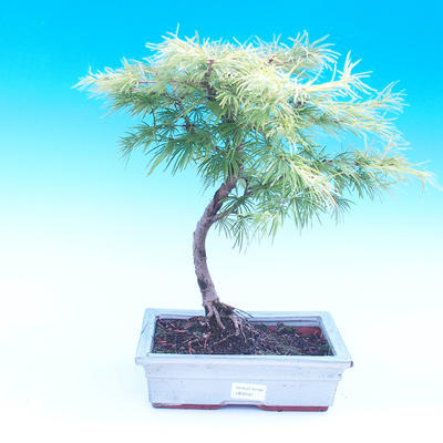 Vonkajšie bonsai - Pamodřín - Pseudolarix amabis - 1