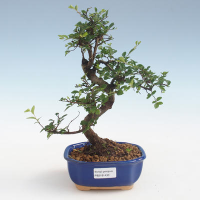Pokojová bonsai - Ulmus parvifolia - Malolistý jilm PB2191430 - 1