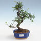 Pokojová bonsai - Ulmus parvifolia - Malolistý jilm PB2191430 - 1/3