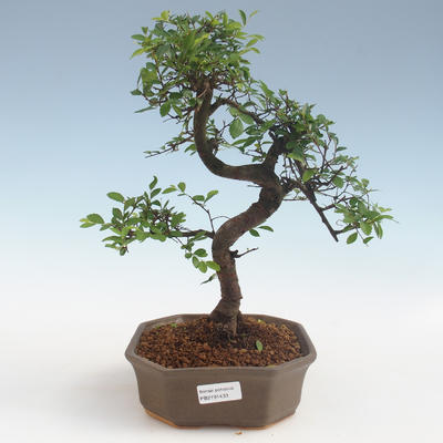 Pokojová bonsai - Ulmus parvifolia - Malolistý jilm 2191433 - 1