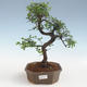 Pokojová bonsai - Ulmus parvifolia - Malolistý jilm 2191433 - 1/3