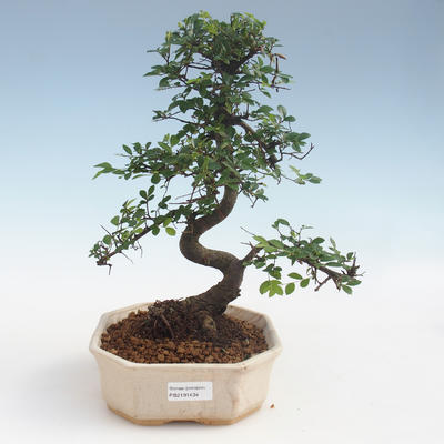 Pokojová bonsai - Ulmus parvifolia - Malolistý jilm 2191434 - 1