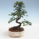 Pokojová bonsai - Ulmus parvifolia - Malolistý jilm 2191434 - 1/3
