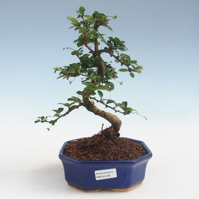 Pokojová bonsai - Carmona macrophylla - Čaj fuki PB2191436 - 1