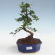 Pokojová bonsai - Carmona macrophylla - Čaj fuki PB2191436 - 1/5