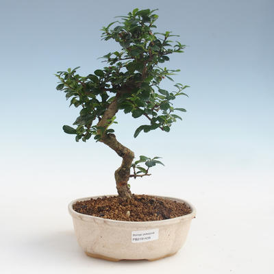 Pokojová bonsai - Carmona macrophylla - Čaj fuki PB2191439 - 1