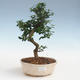 Pokojová bonsai - Carmona macrophylla - Čaj fuki PB2191439 - 1/5