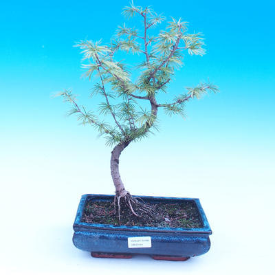 Vonkajšie bonsai - Pamodřín - Pseudolarix amabis - 1