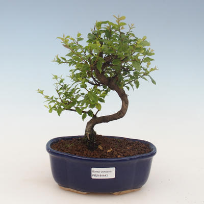 Pokojová bonsai - Sagerécie thea - Sagerécie thea 2191443 - 1