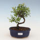 Pokojová bonsai - Sagerécie thea - Sagerécie thea 2191443 - 1/4