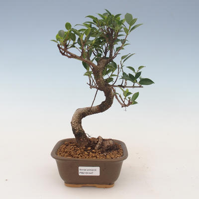 Pokojová bonsai - Ficus kimmen -  malolistý fíkus 2191447