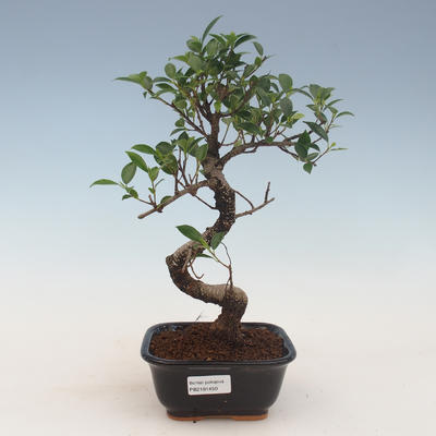 Pokojová bonsai - Ficus kimmen -  malolistý fíkus 2191450