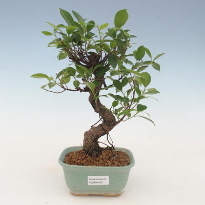 Pokojová bonsai - Ficus kimmen -  malolistý fíkus 2191453