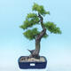 Vonkajší bonsai -Larix decidua - Smrekovec opadavý - 1/5