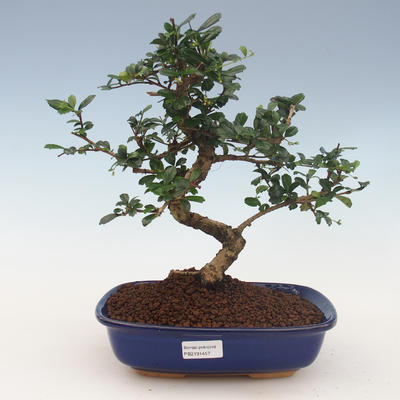 Pokojová bonsai - Carmona macrophylla - Čaj fuki 2191457 - 1