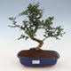 Pokojová bonsai - Carmona macrophylla - Čaj fuki 2191457 - 1/5
