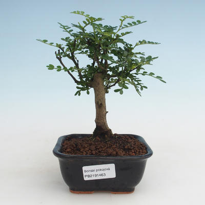 Pokojová bonsai - Zantoxylum piperitum - Pepřovník PB2191463 - 1