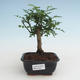 Pokojová bonsai - Zantoxylum piperitum - Pepřovník PB2191463 - 1/4
