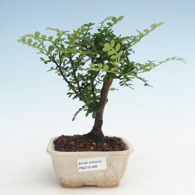 Pokojová bonsai - Zantoxylum piperitum - Pepřovník PB2191465 - 1