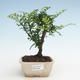 Pokojová bonsai - Zantoxylum piperitum - Pepřovník PB2191465 - 1/4