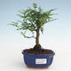Pokojová bonsai - Zantoxylum piperitum - Pepřovník PB2191470 - 1/4