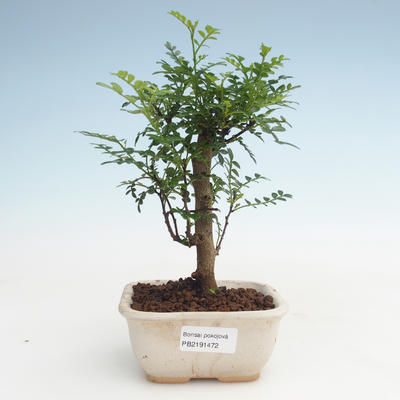 Pokojová bonsai - Zantoxylum piperitum - Pepřovník PB2191472 - 1