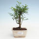 Pokojová bonsai - Zantoxylum piperitum - Pepřovník PB2191472 - 1/4