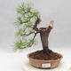 Vonkajšie bonsai - Pinus sylvestris - Borovica lesná - 1/4