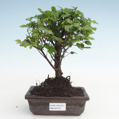 Pokojová bonsai - Sagerécie thea - Sagerécie thea  PB2191475 - 1